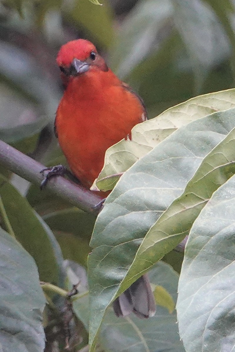 Flame-colored Tanager - ML616854249