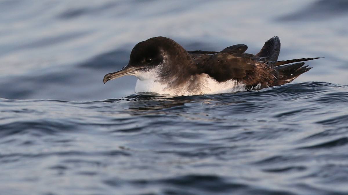 Manx Shearwater - ML616854263