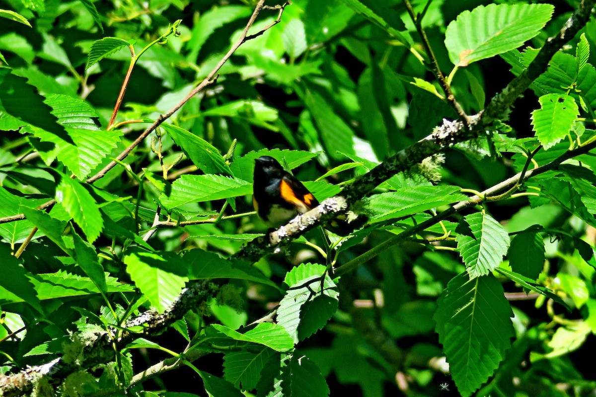 American Redstart - ML616854344