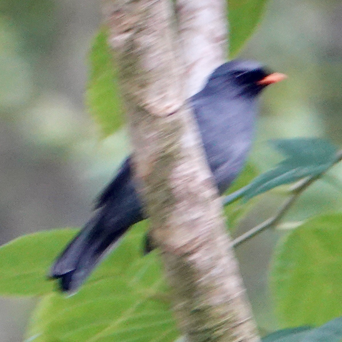 Black-faced Solitaire - ML616854346