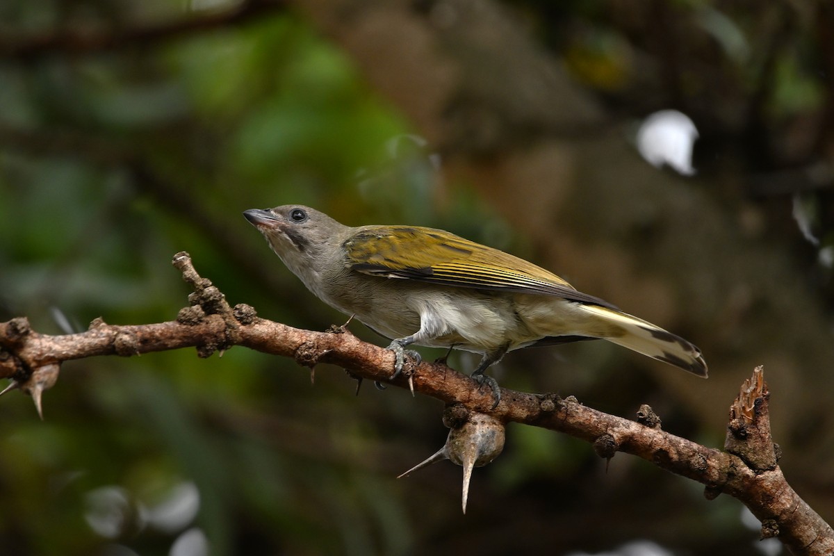 Lesser Honeyguide - Adarsh Nagda