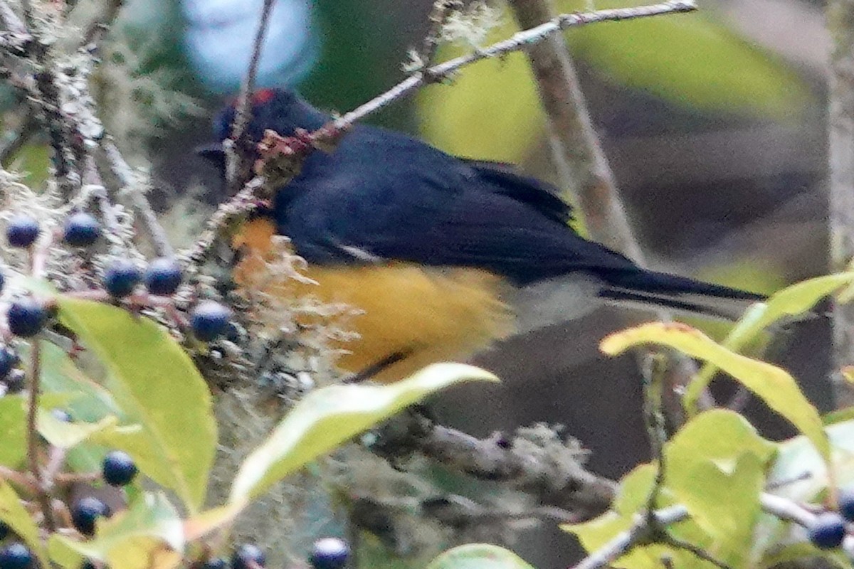 Slate-throated Redstart - ML616854422