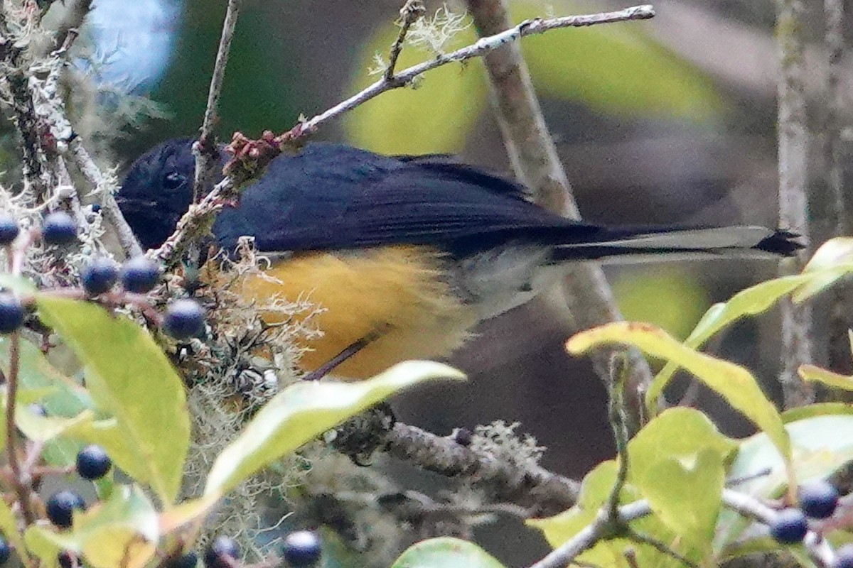 Slate-throated Redstart - ML616854462