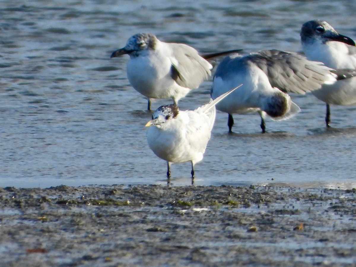 Sandwich Tern (Cabot's) - ML616854464