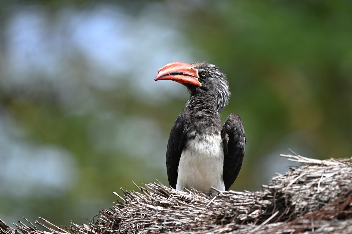 Crowned Hornbill - Adarsh Nagda