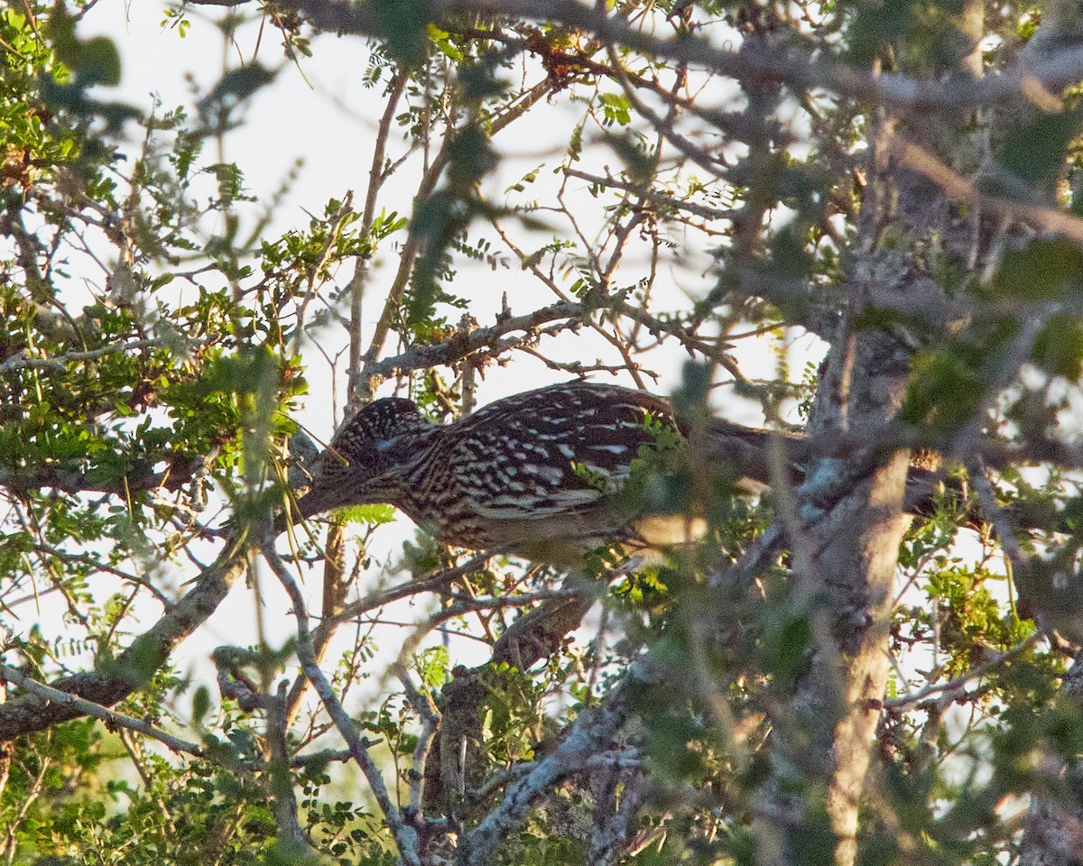 Greater Roadrunner - ML616854545