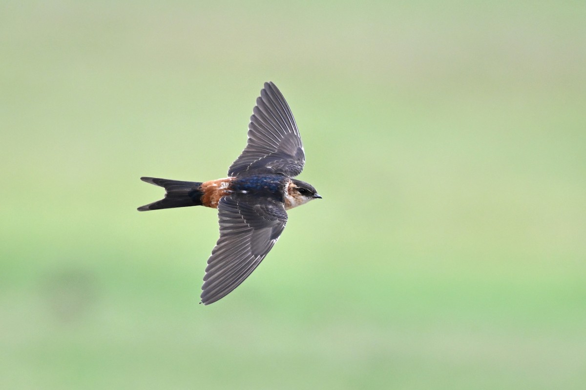 Red-rumped Swallow - ML616854548