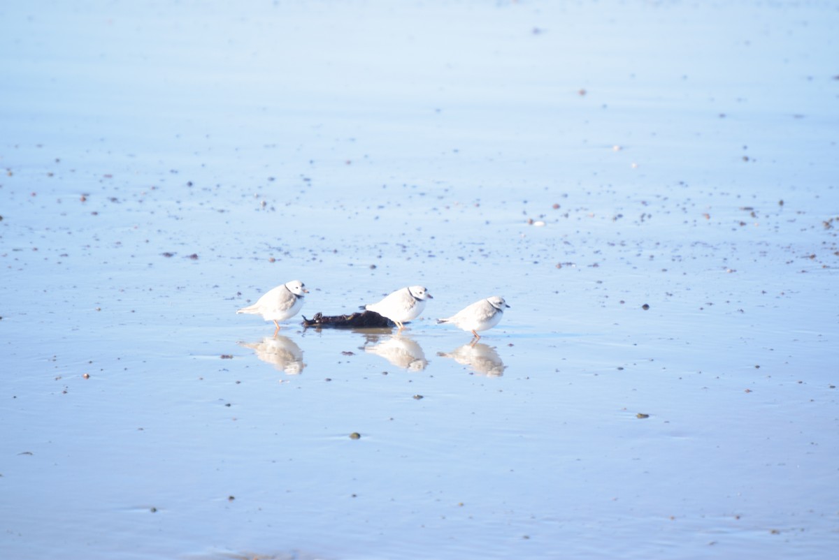 Piping Plover - ML616854564