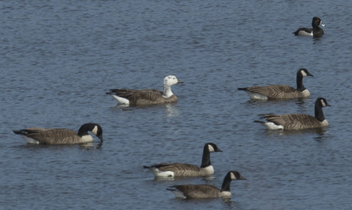 Snow x Canada Goose (hybrid) - ML616854572