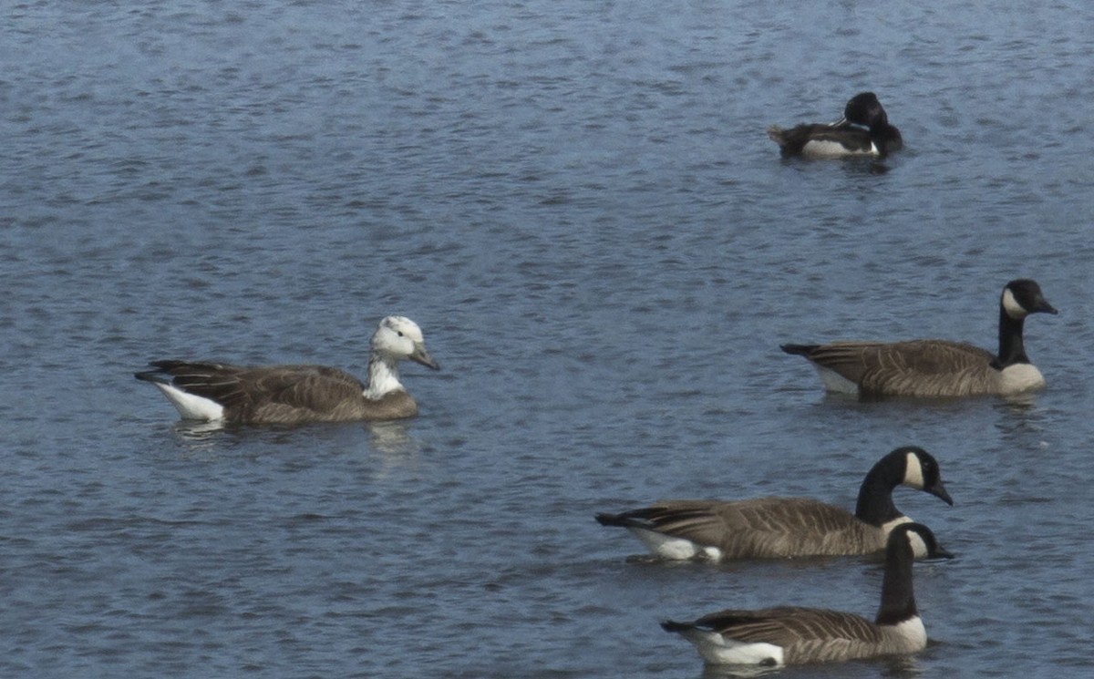 Snow x Canada Goose (hybrid) - ML616854573