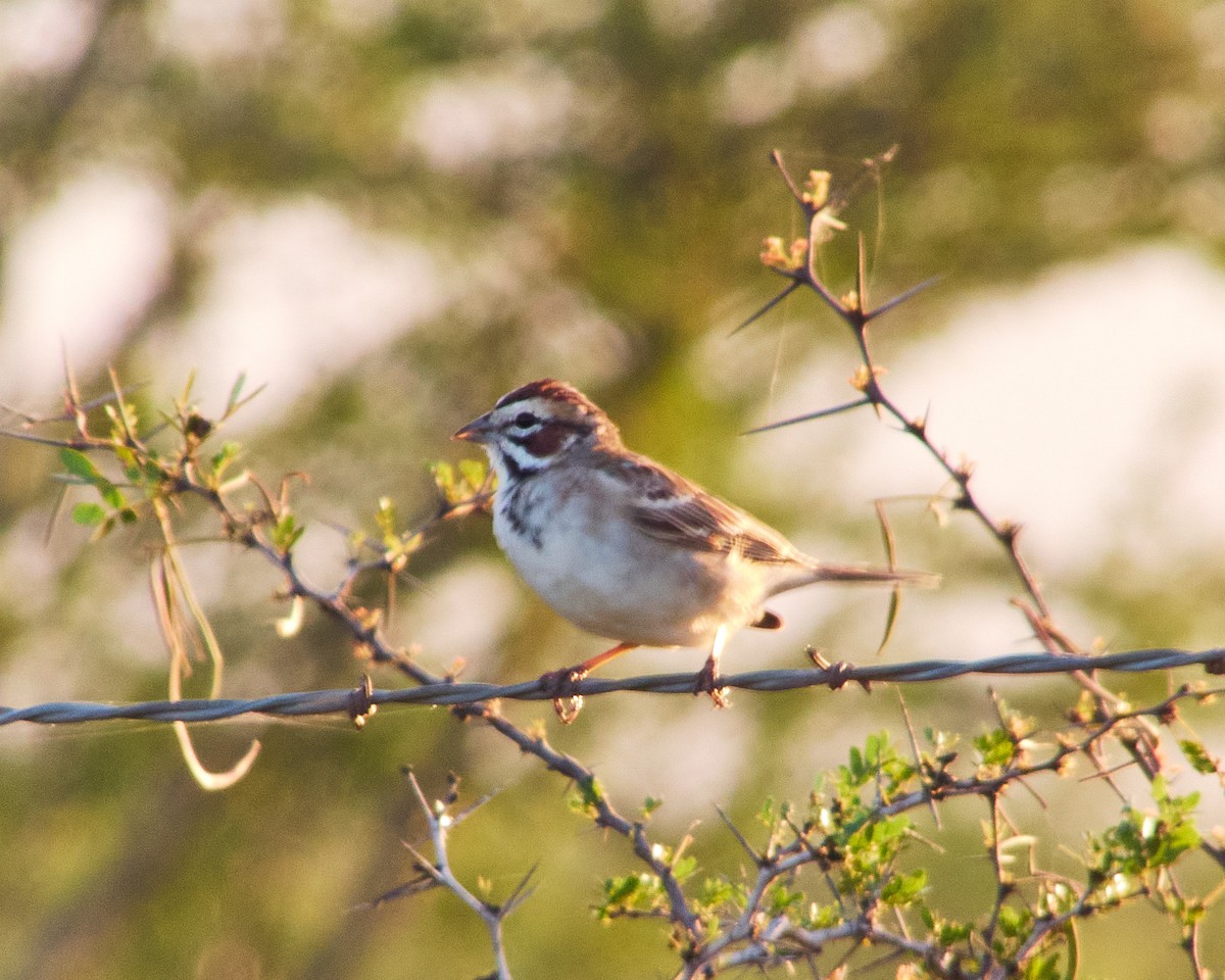 Lark Sparrow - ML616854574
