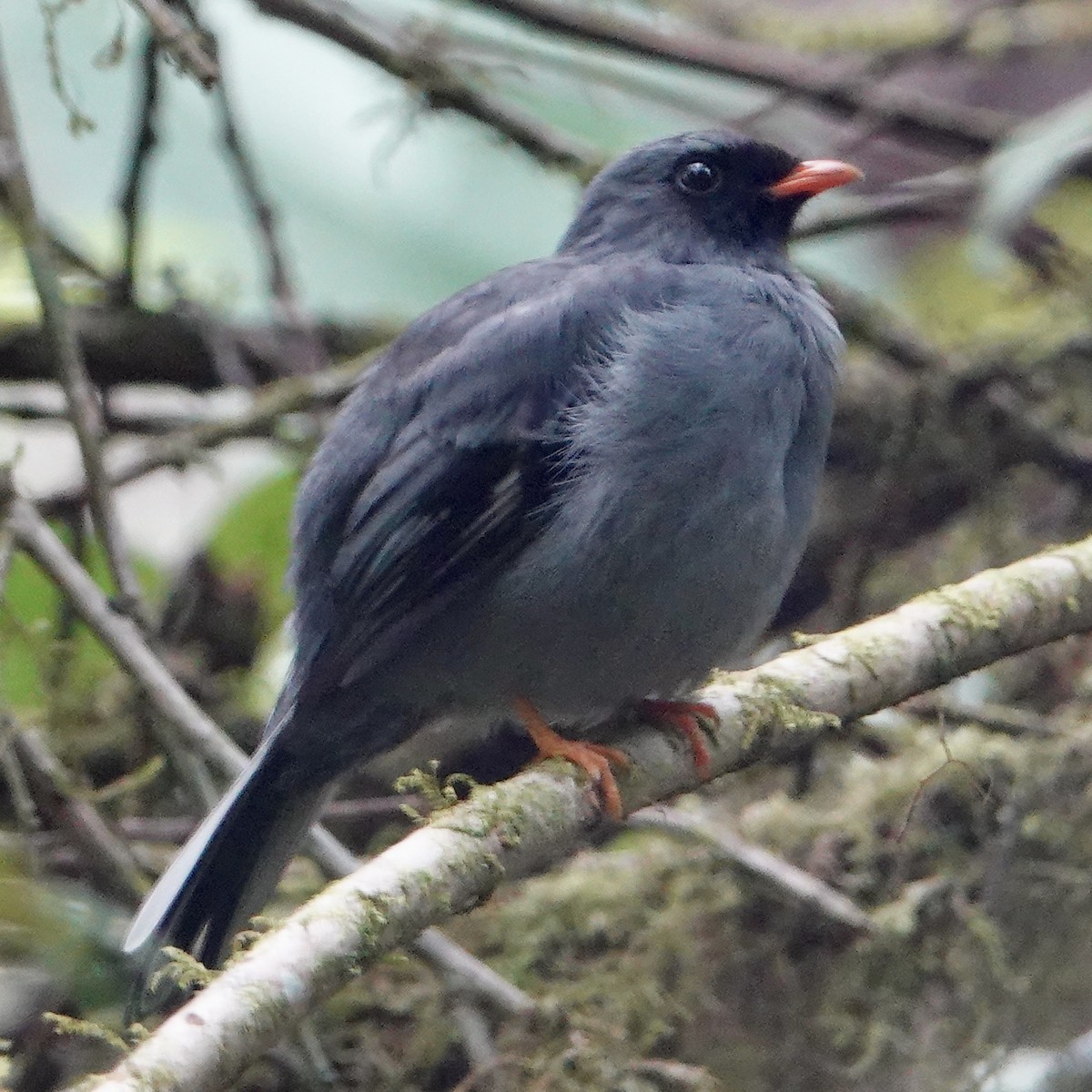 Black-faced Solitaire - ML616854617
