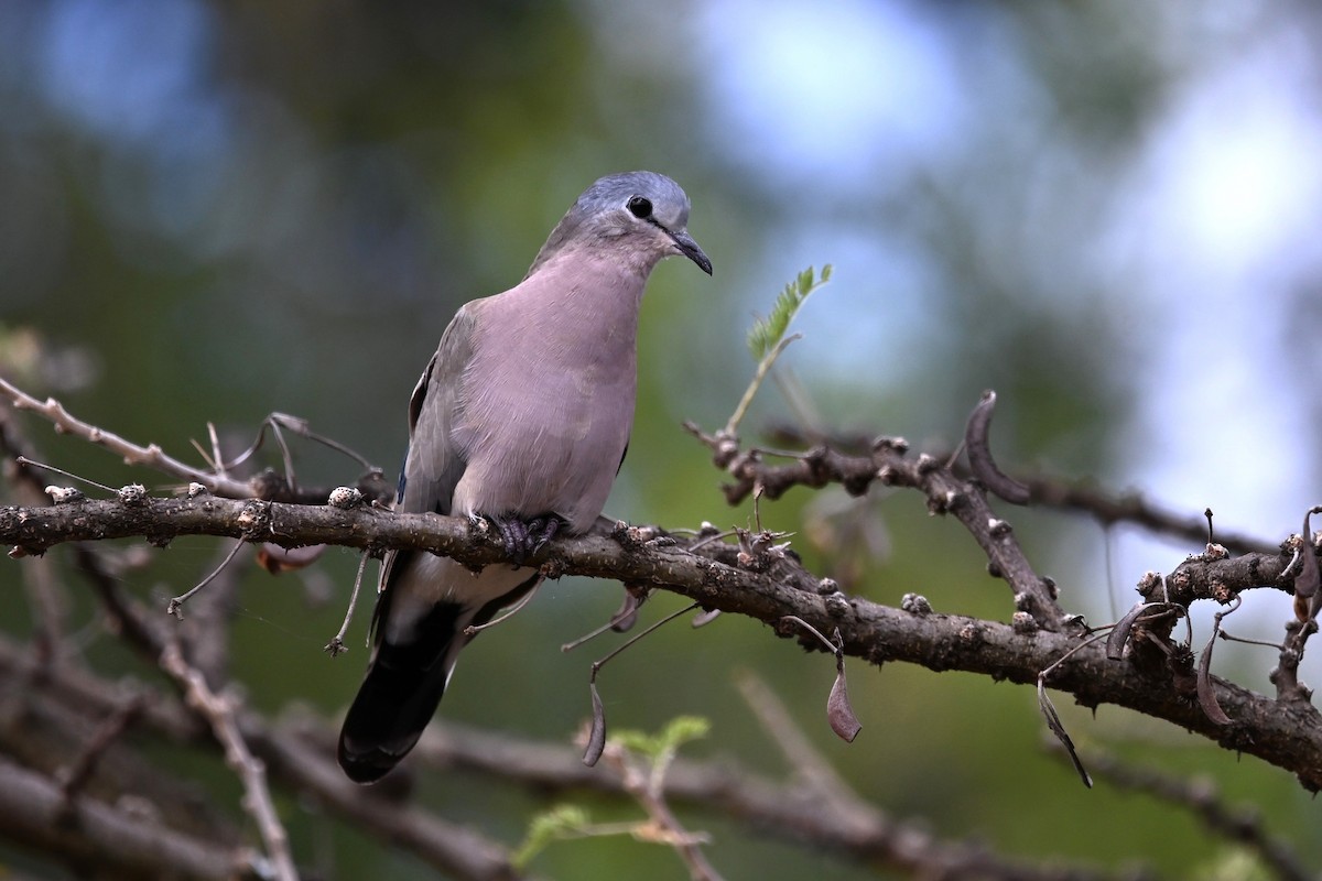 Emerald-spotted Wood-Dove - Adarsh Nagda