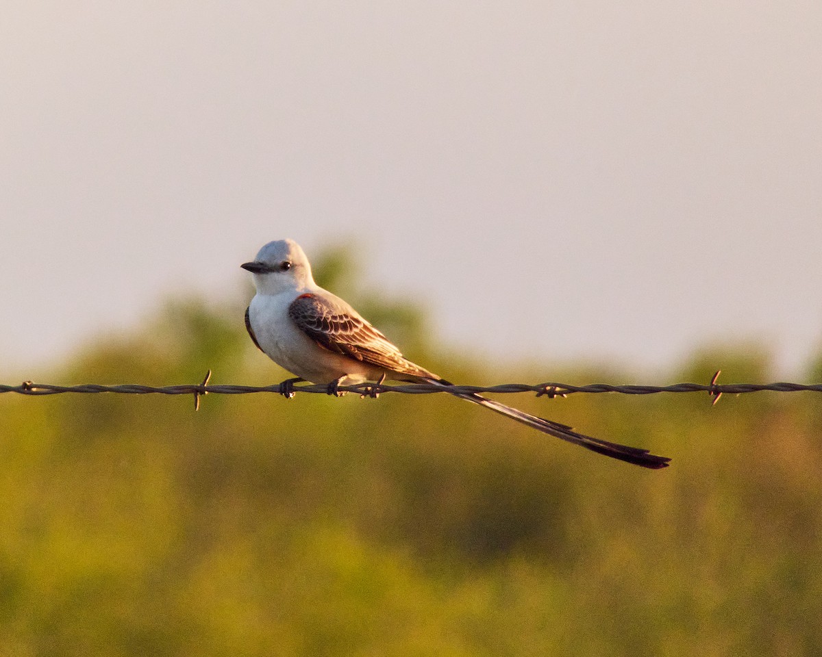 Scissor-tailed Flycatcher - ML616854653