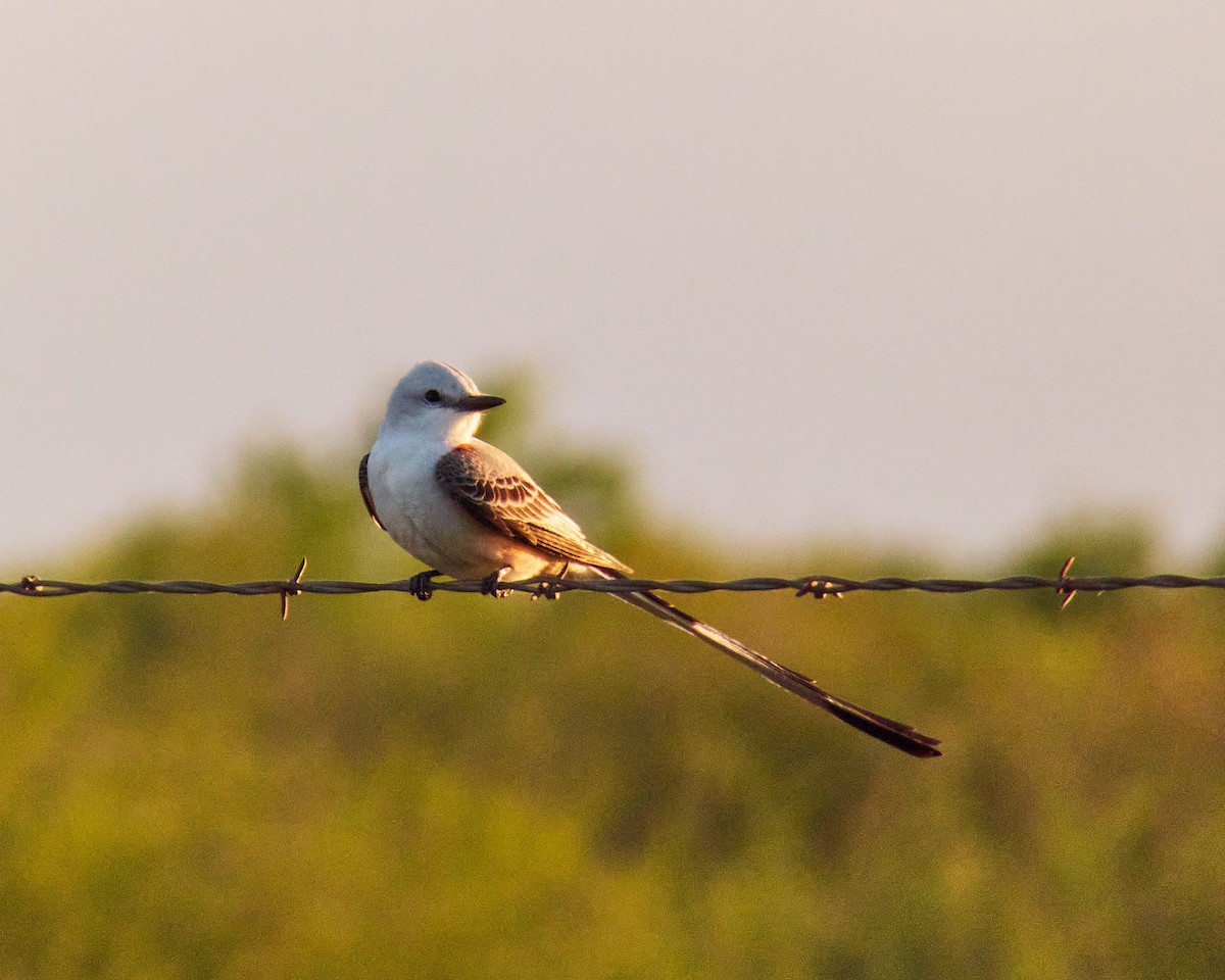 Scissor-tailed Flycatcher - ML616854654