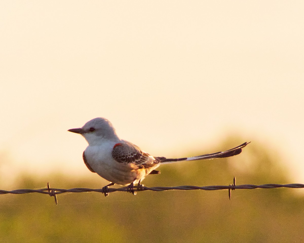 Scissor-tailed Flycatcher - ML616854658