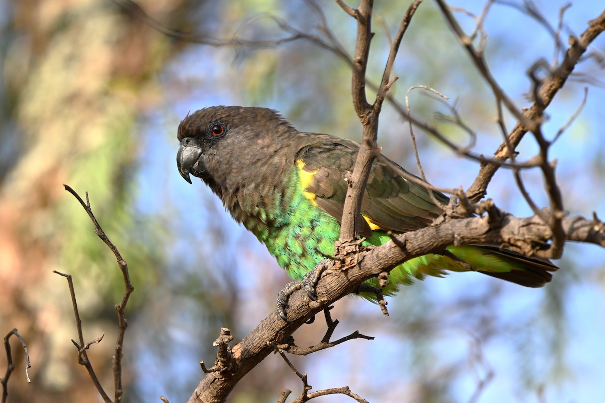 Meyer's Parrot - ML616854660