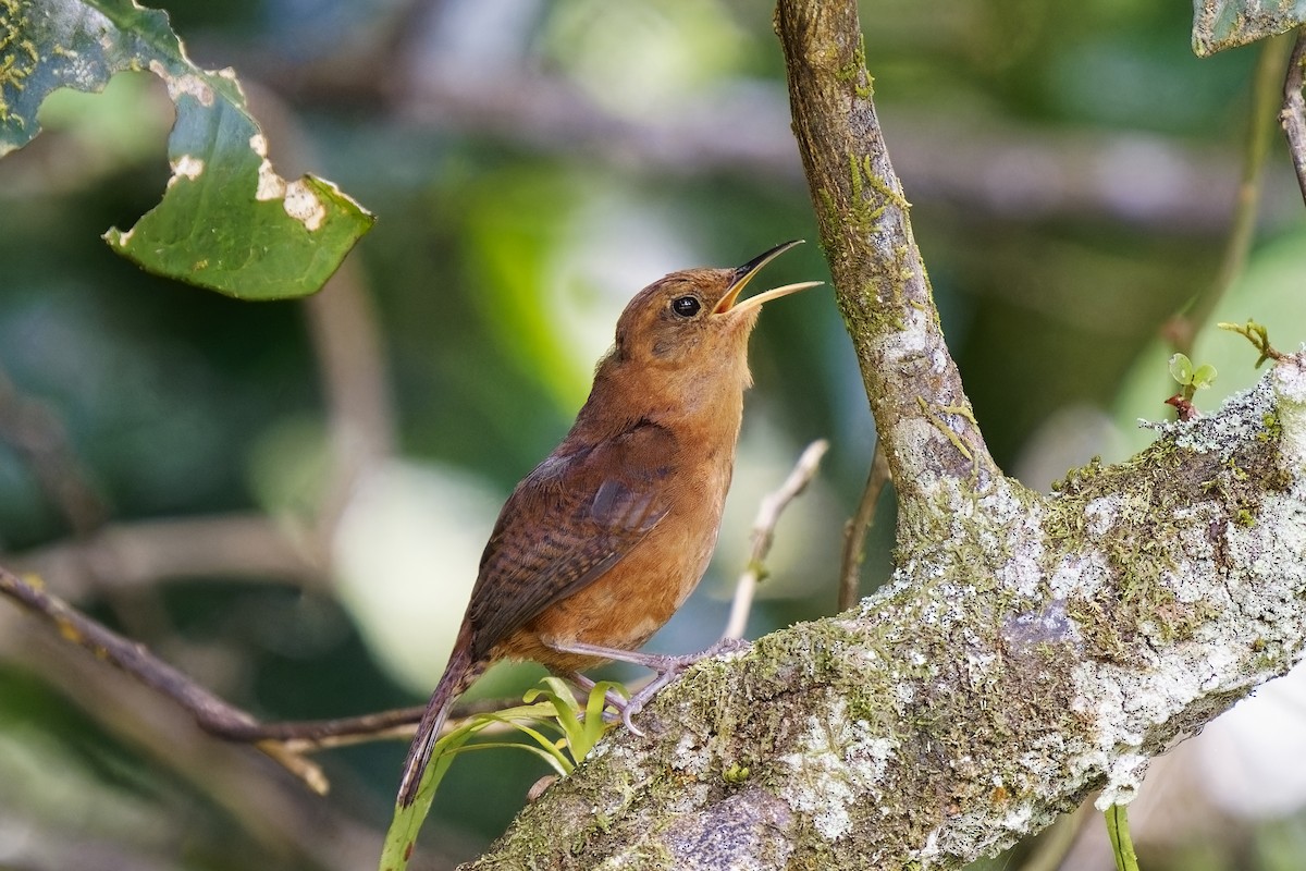 House Wren (Dominica) - ML616854679