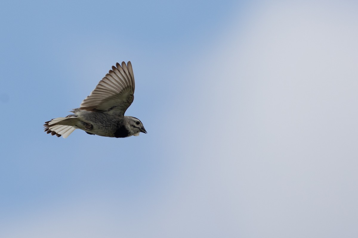 Plectrophane à ventre gris - ML616854714