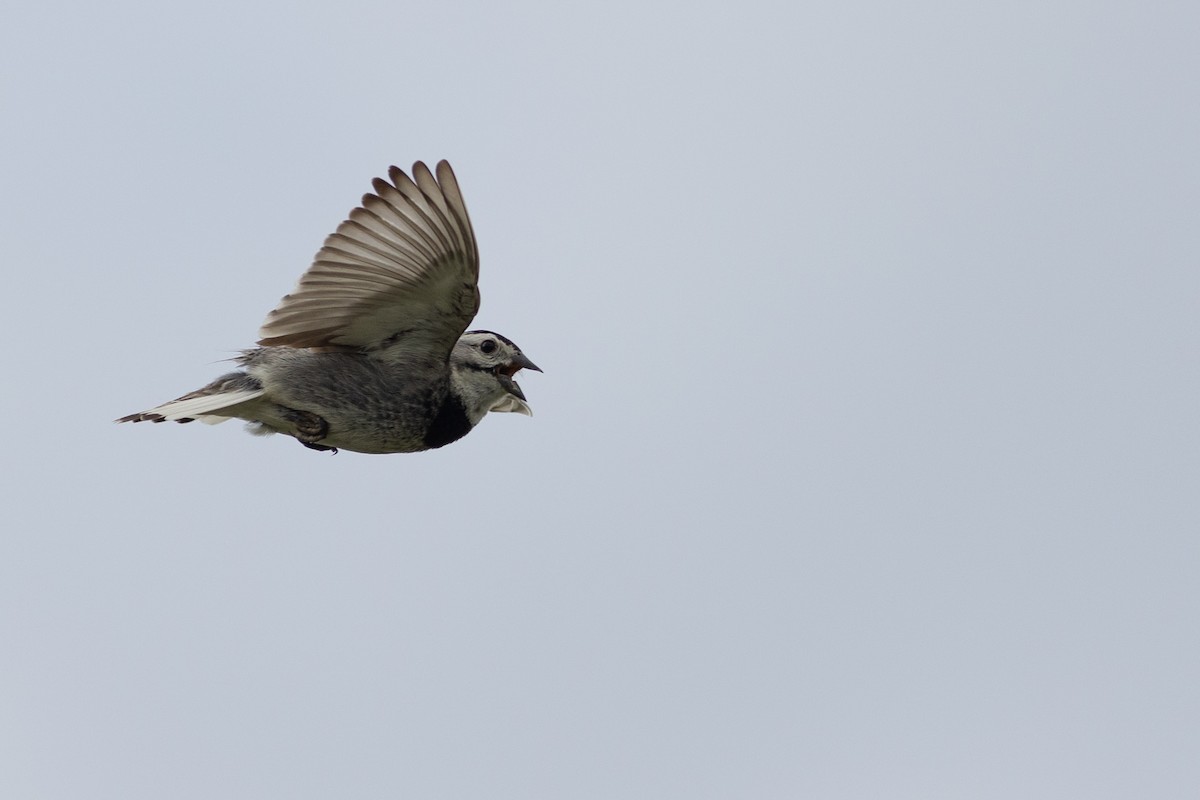 Thick-billed Longspur - ML616854715