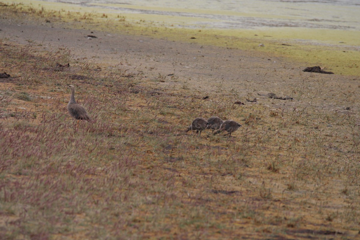 Upland Goose - Armando Aranela