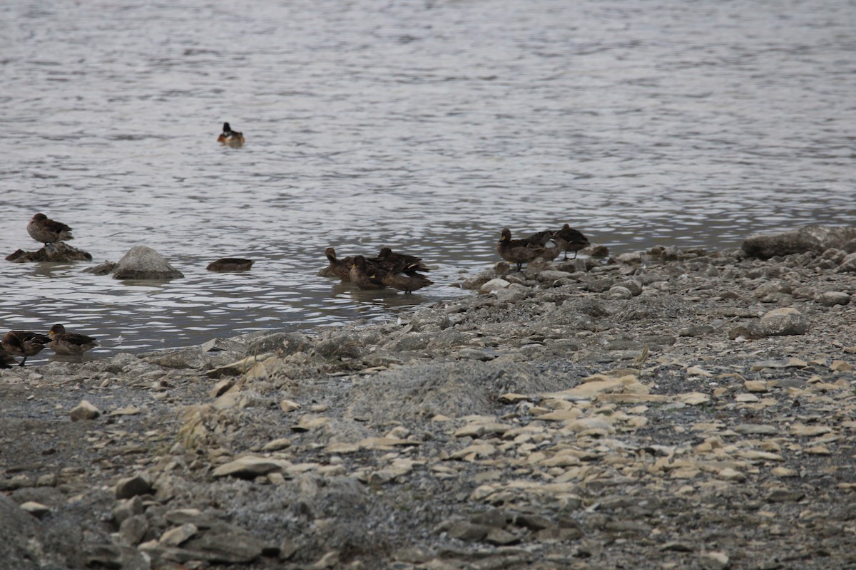 Yellow-billed Pintail - ML616854755