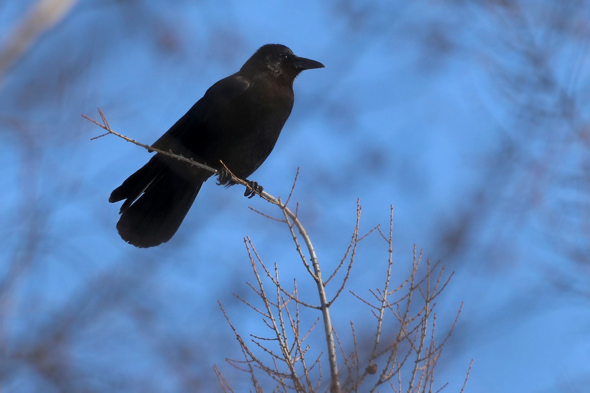 Carrion Crow - ML616854827