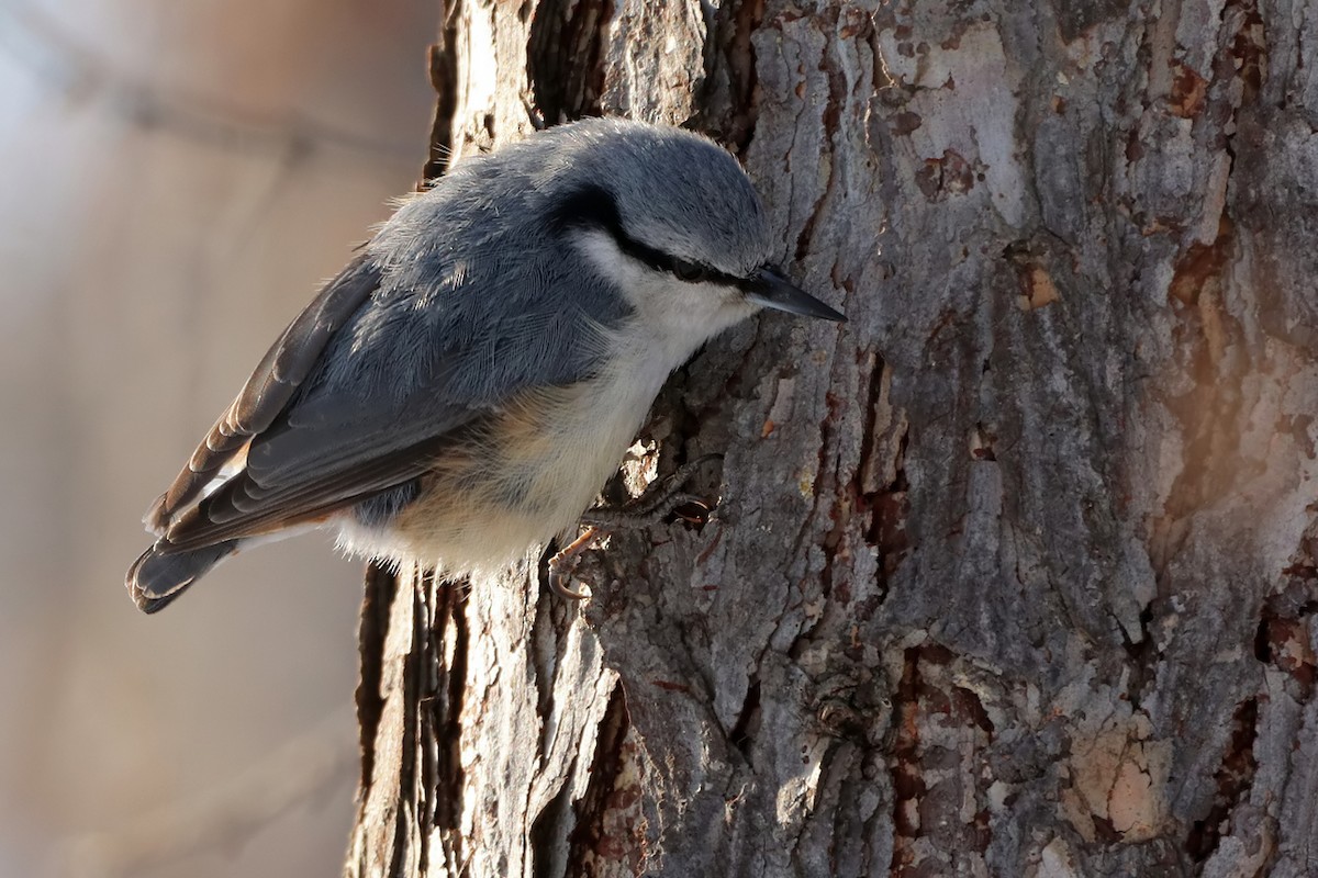 Eurasian Nuthatch - ML616854841