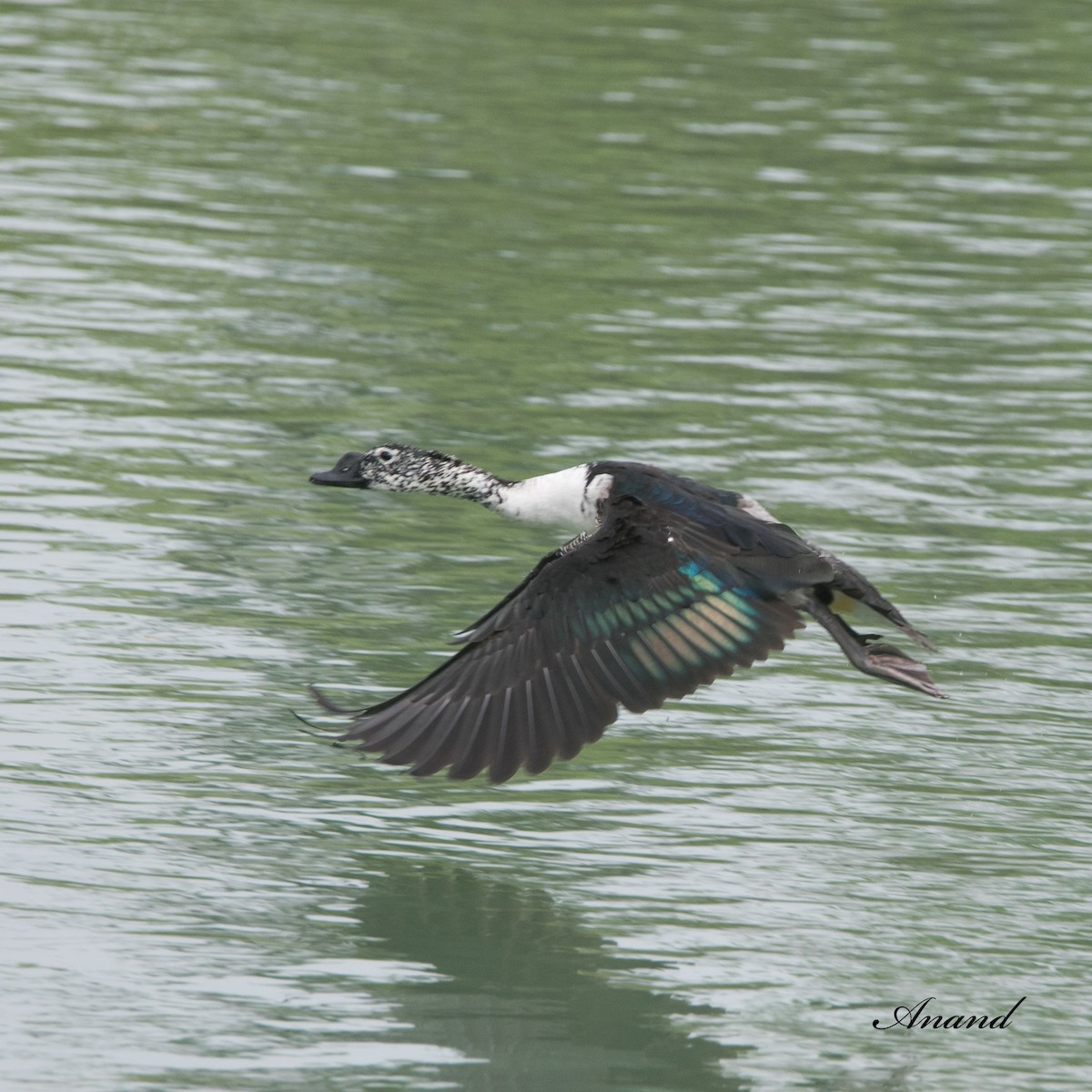 Knob-billed Duck - ML616854846