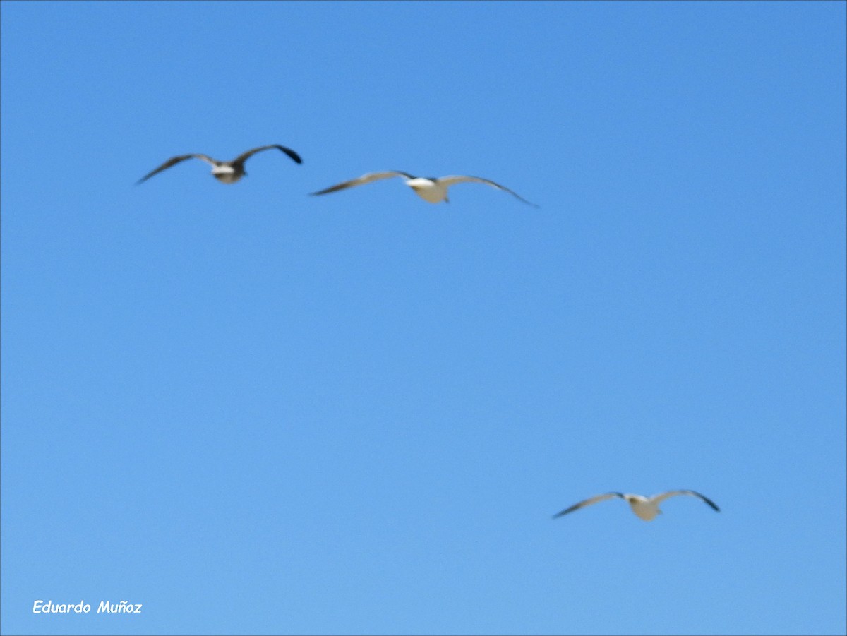 Brown-hooded Gull - ML616854867