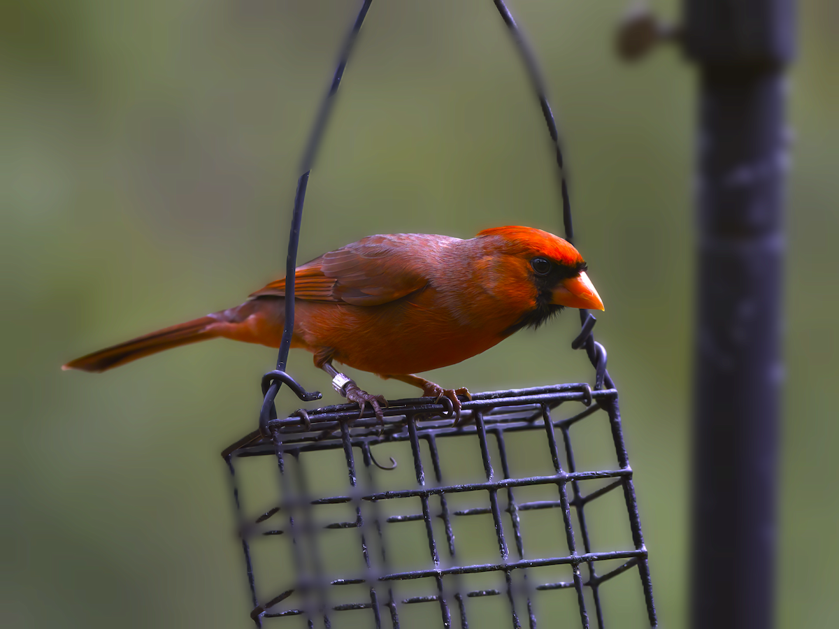 Northern Cardinal - John Bruder