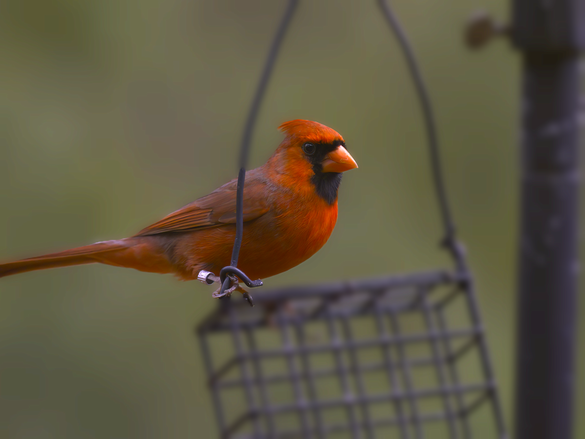 Northern Cardinal - John Bruder