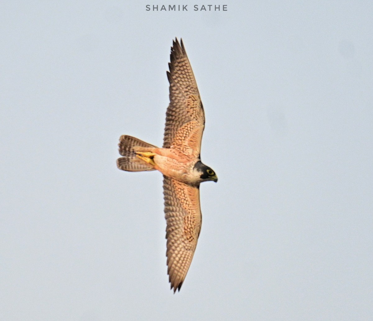 Peregrine Falcon (Shaheen) - ML616854880