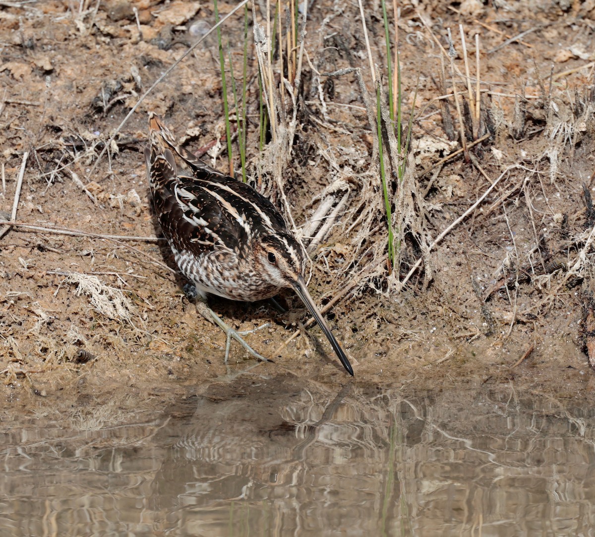 Wilson's Snipe - Harold Brewer