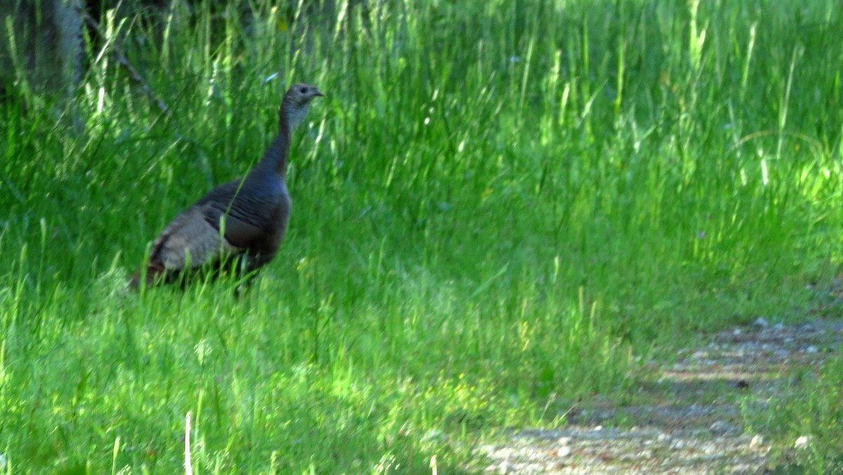 Wild Turkey - ML616854891