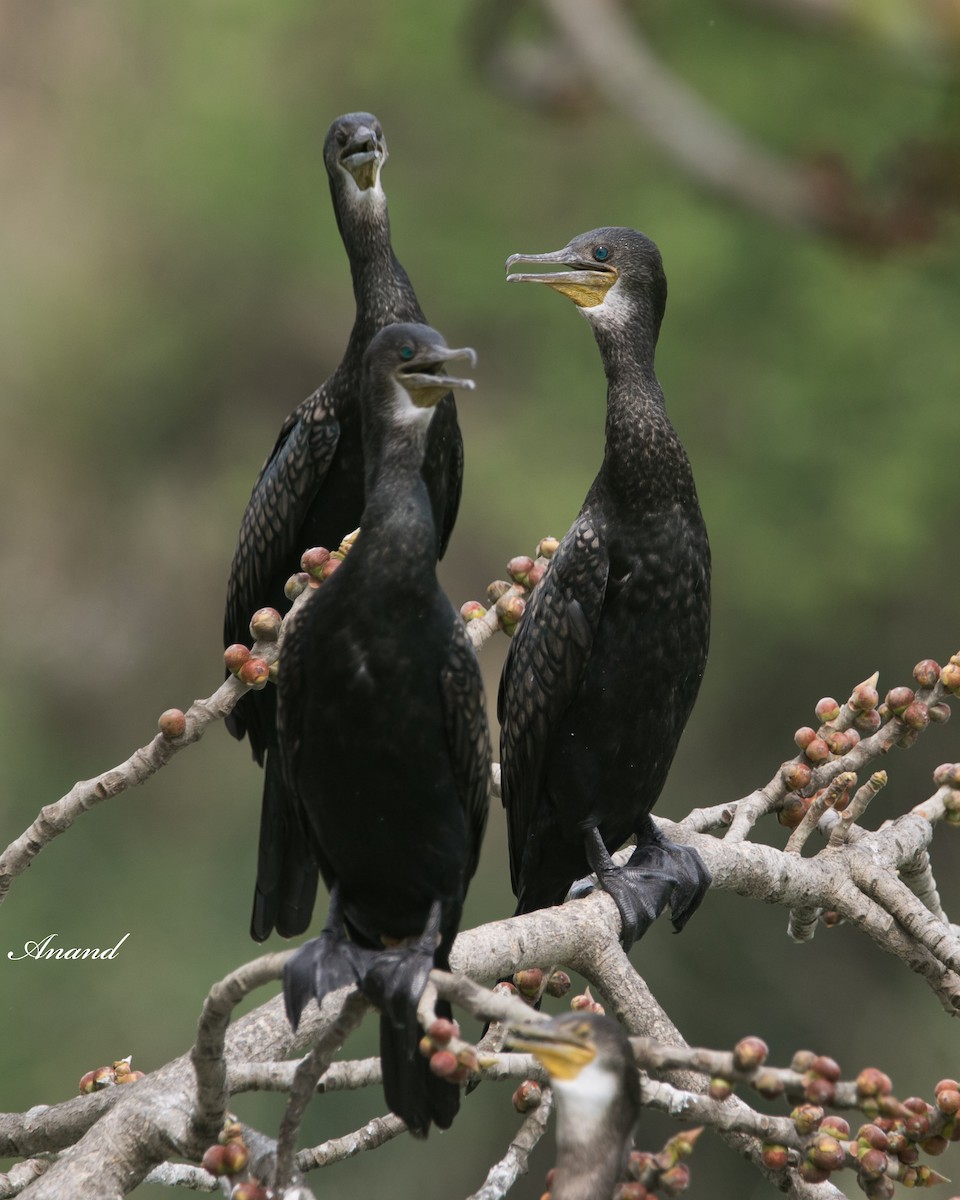 Little/Indian Cormorant - Anand Singh