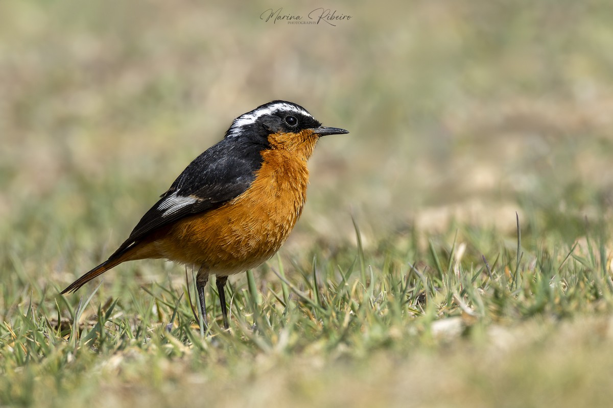 Moussier's Redstart - ML616854932