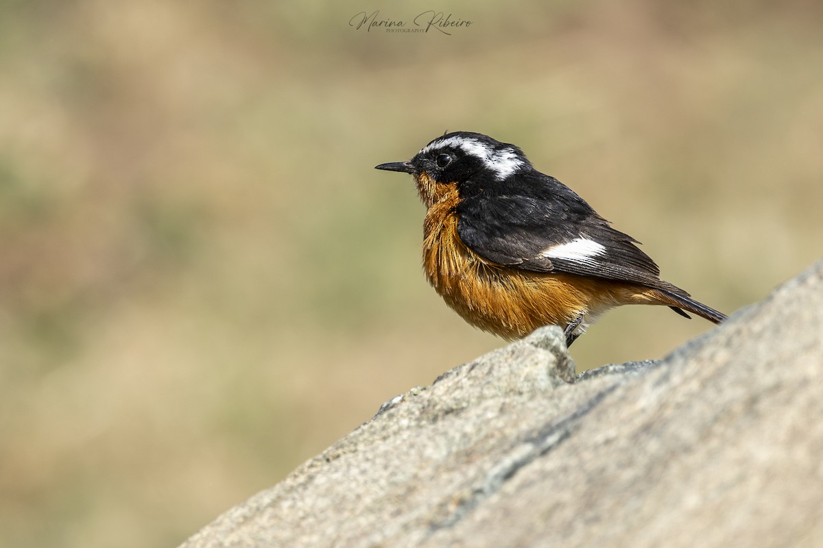 Moussier's Redstart - ML616854933