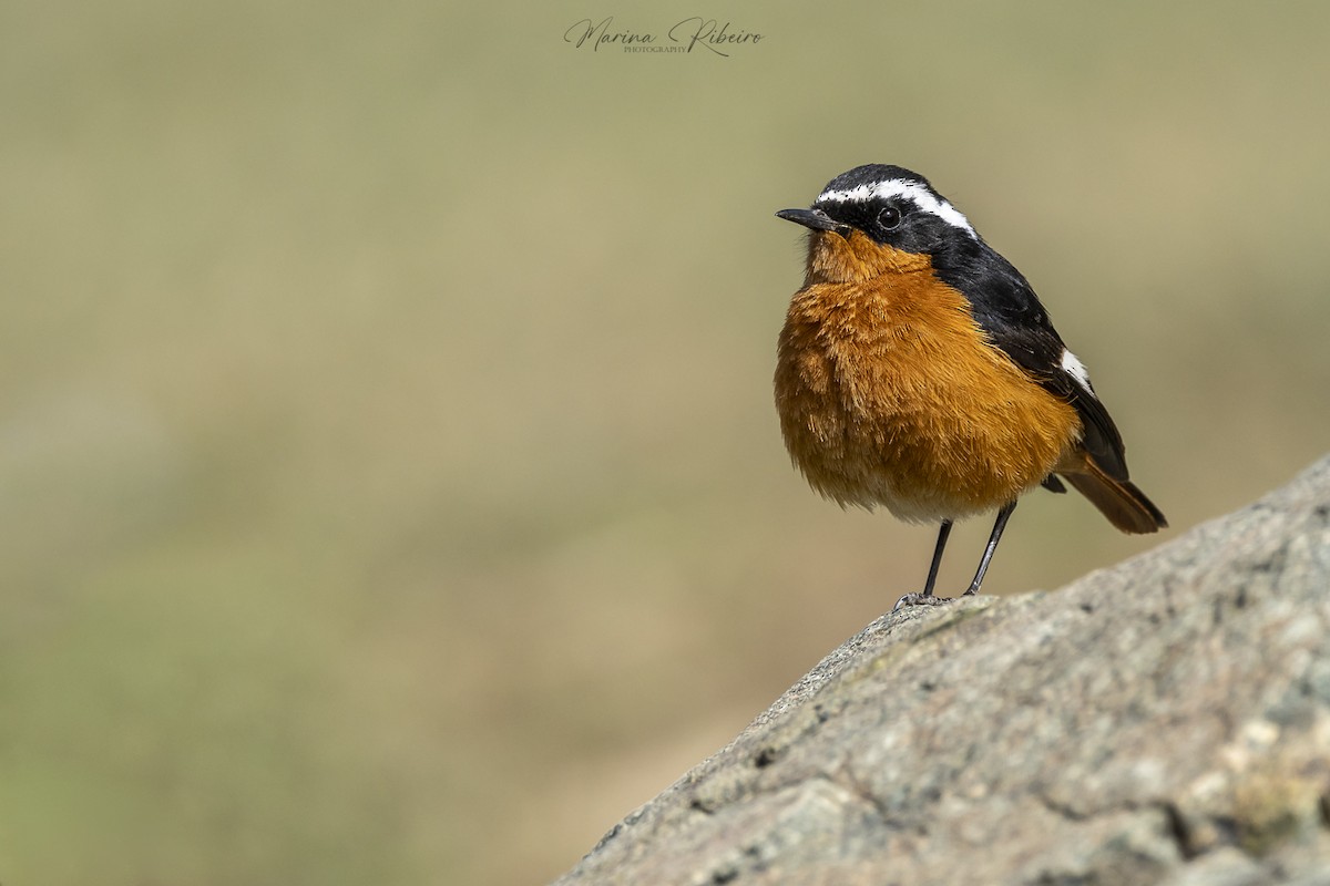 Moussier's Redstart - ML616854934