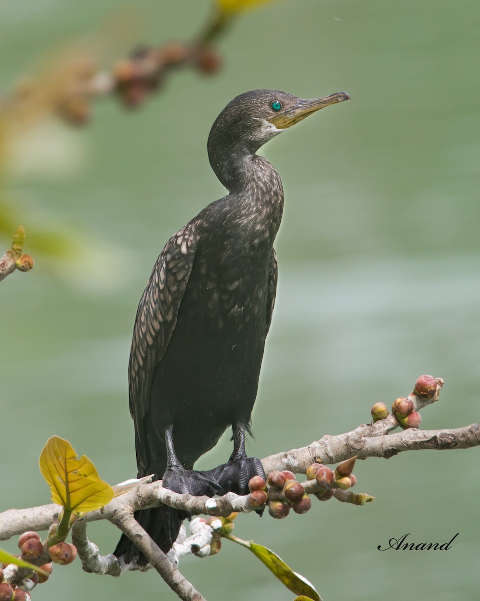 Little/Indian Cormorant - ML616854946