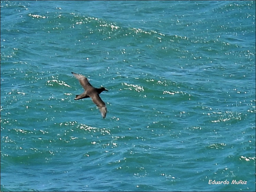 Southern Giant-Petrel - ML616854948