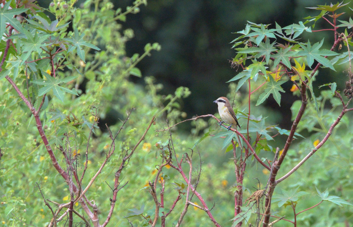 Brown Shrike - Sathish Ramamoorthy