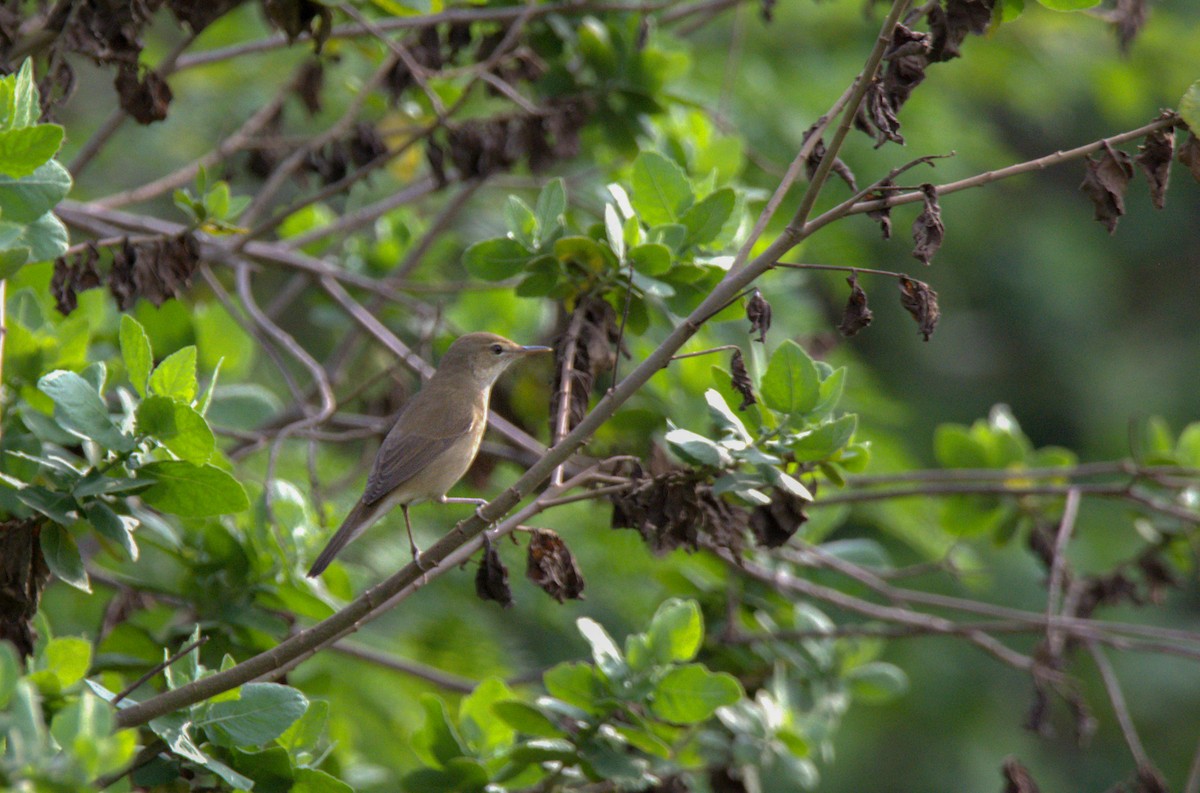 Clamorous Reed Warbler - Sathish Ramamoorthy