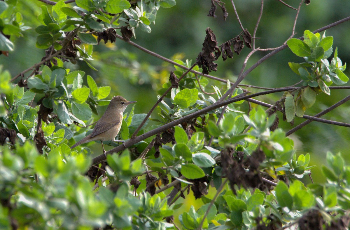 Clamorous Reed Warbler - Sathish Ramamoorthy