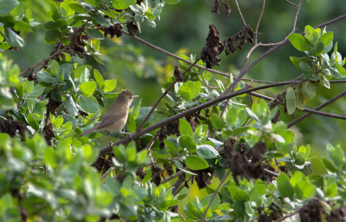 Clamorous Reed Warbler - ML616854986