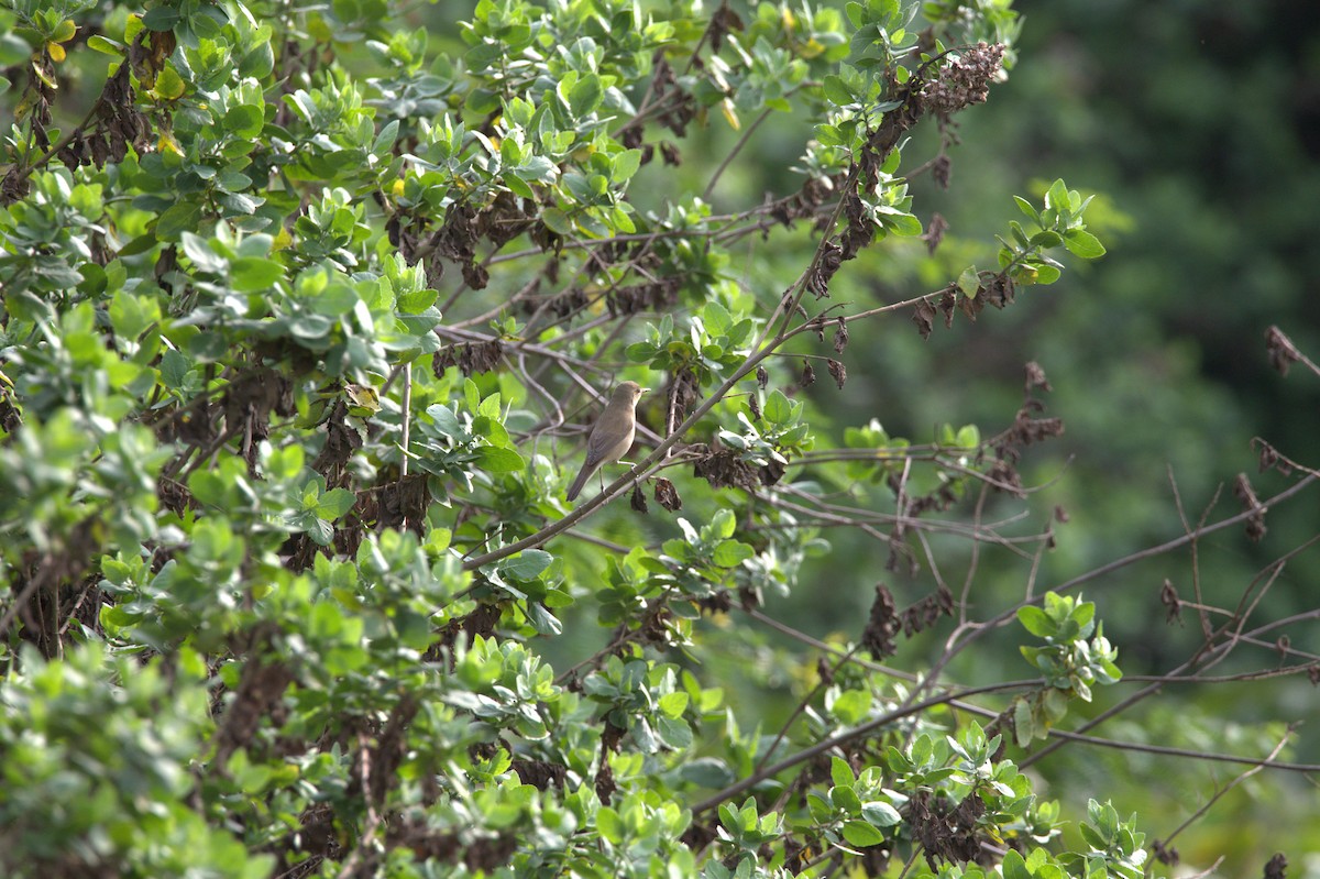 Clamorous Reed Warbler - ML616854987