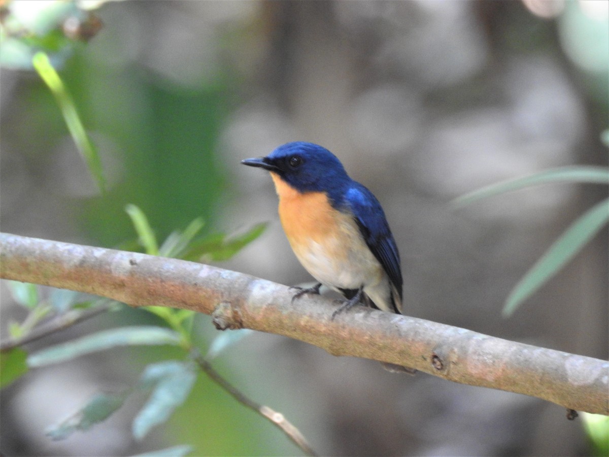 Tickell's Blue Flycatcher - Cecilia Verkley