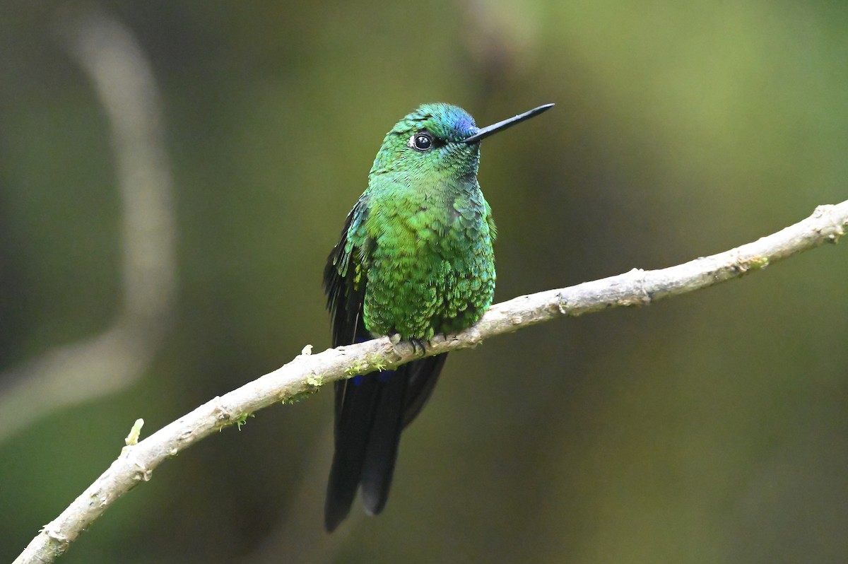 Sapphire-vented Puffleg - Dan O'Brien