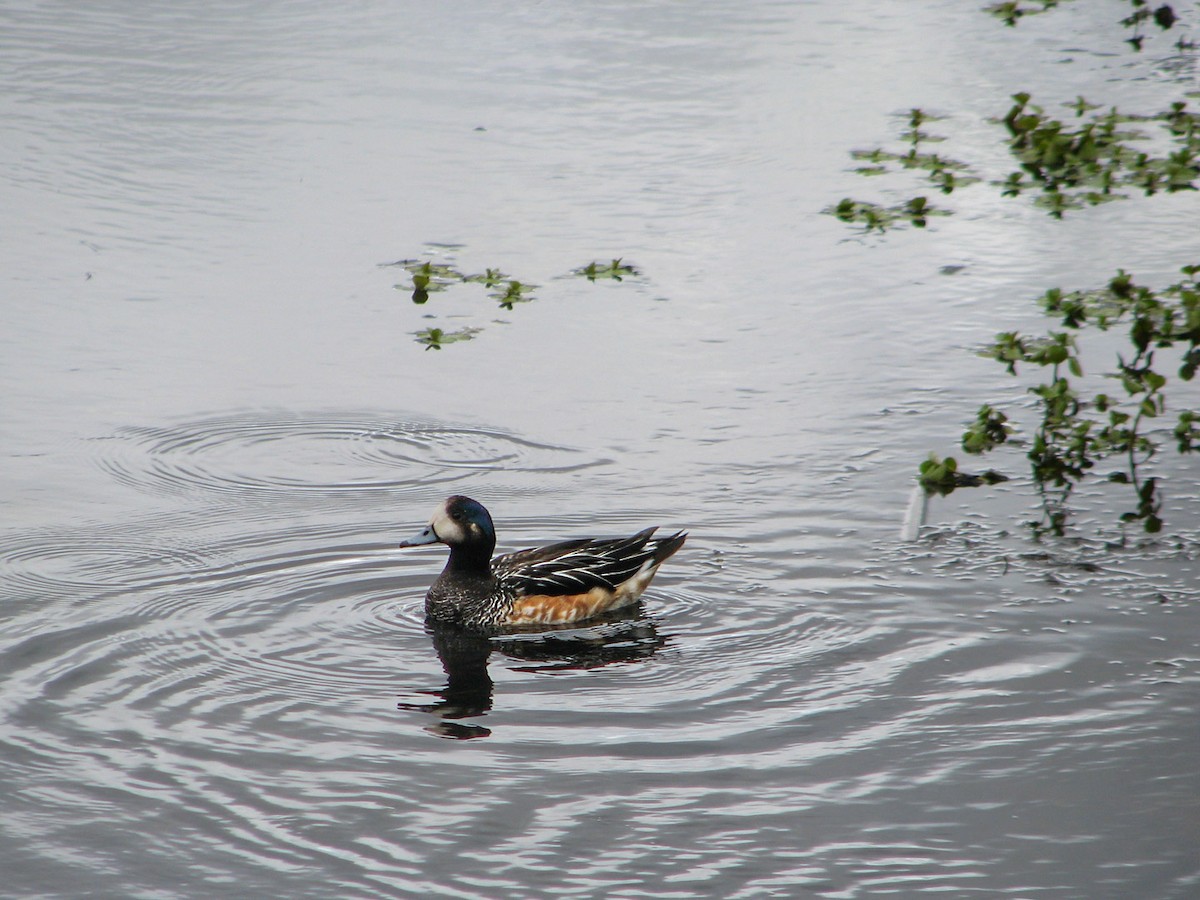 Canard de Chiloé - ML616855132