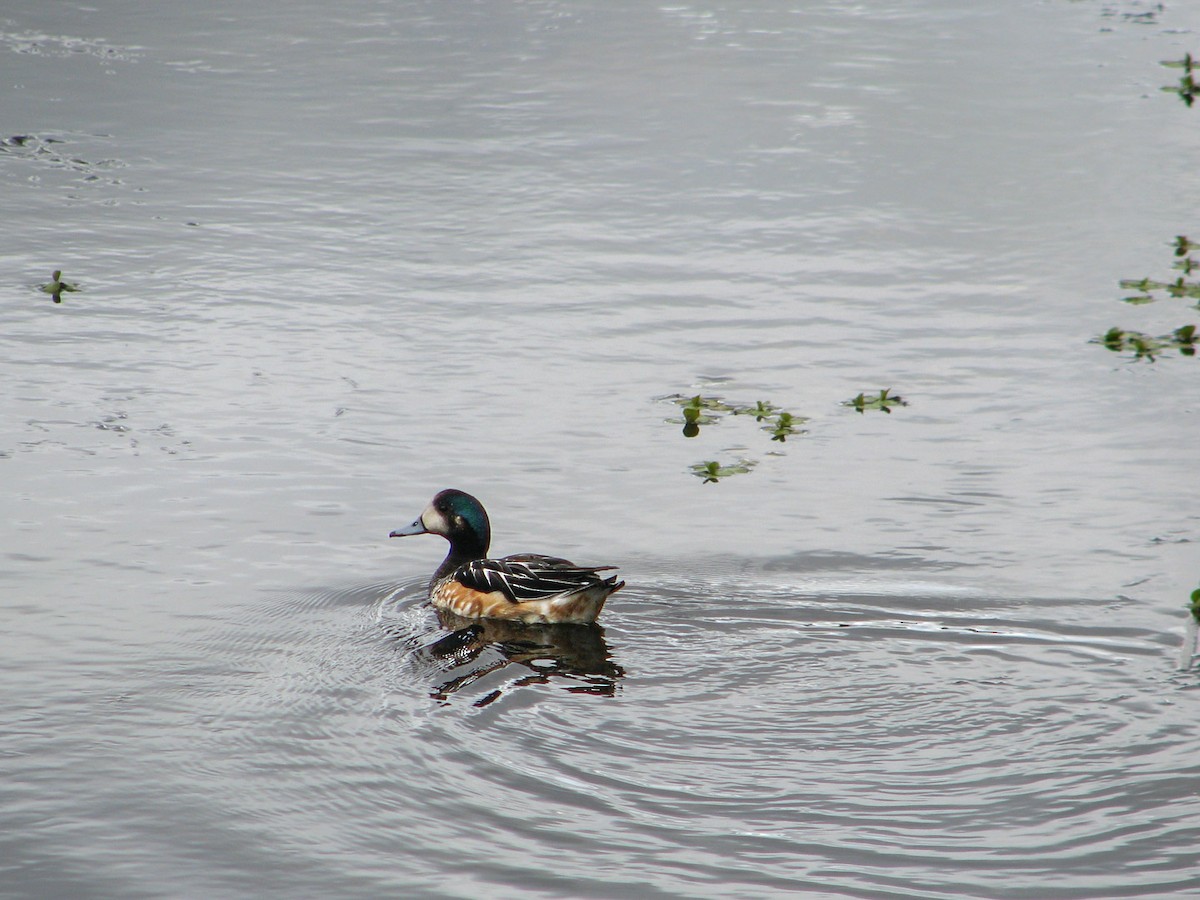 Chiloe Wigeon - ML616855133